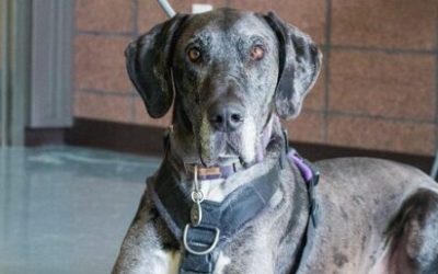 Denver Animal Shelter Paws and Pints – Great Time with Zane the Dane at Denver’s Paws & Pints