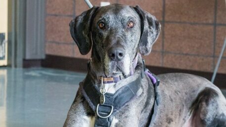 Denver Animal Shelter Paws and Pints – Great Time with Zane the Dane at Denver’s Paws & Pints